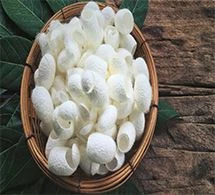 Silk protein1.jpg Silk protein1.jpg