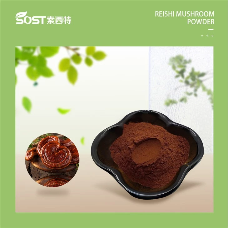 Buy Reishi Mushroom Extract